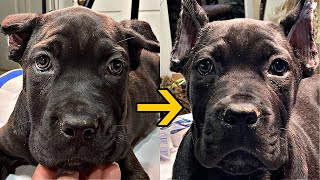 Tapeless 🩹 Ear Posting an easy example Part 1  Twelve Titans Cane Corso [upl. by Ahsyekat]