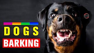 Dogs Barking to Make your Dog Bark [upl. by Lonni]