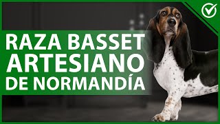 🐶 ¿Cómo son los perros raza BASSET ARTESIANO de NORMANDÍA  Características y cuidados 🐶 [upl. by Snahc]