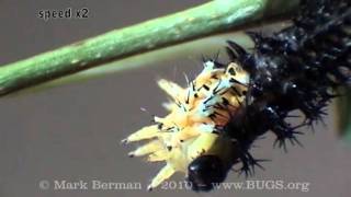 Cecropia Larva Shed [upl. by Jenni]