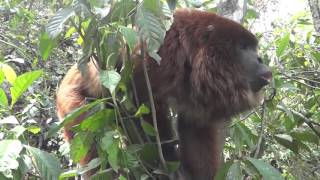 Hear a male howler monkey roar [upl. by Horodko]