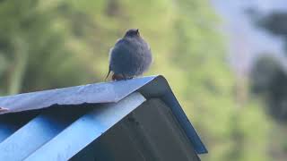 Plumbeous Water Redstart Phoenicurus f fuliginosus Surki Khola Manaslu Nepal 10 Sept 2024 44 [upl. by Esme]