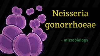 Neisseria gonorrhoeae  microbiology lecture in hindi [upl. by Eiznekcam]