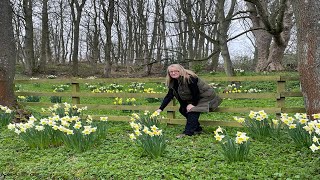 Spring planting and display Fritillaria Daffodil Pulmonaria [upl. by Sewell]