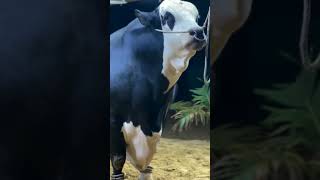 Mashallah Rainbow 🐂❤️ subscribe cow bakrieid shortvideos viral bull bakraeidspacial animals [upl. by Philcox]