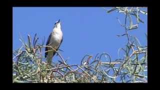 Northern Mockingbird Singing [upl. by King944]