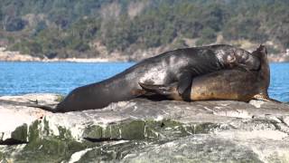 Elephant Seals [upl. by Christoforo]