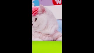 REGARDE MON AMIE KITTY DÉBALLER LA BOÎTE DÉTIQUETTES 3D AMUSANTES  😸🎁 [upl. by Almita]