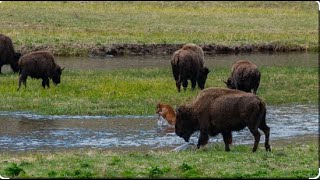 Bisons vs Weather 🦌🌳  Real World Animal [upl. by Adnalay]