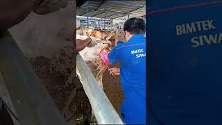 Inseminator harus selalu siap hadapi tendangan lawan eh sapi [upl. by Bobine]