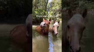 They’re Divine 🤩 horse equestrian roadto500subs [upl. by Adnahcal]