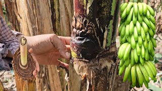 Poda y Capado de guineo para un producción en plantas enanas [upl. by Korry]