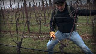 Marco Simonit  Dimostrazione pratica potatura della vite a Guyot  Guyot pruning [upl. by Idnahc409]