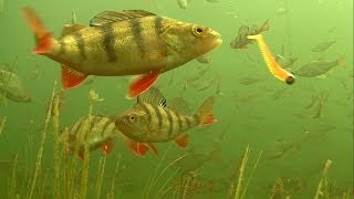 Must see rare footage of perch attack soft fishing lures underwater [upl. by Ydollem]