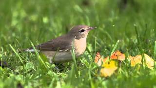 Gartengrasmücke  Garden Warbler  Sylvia borin [upl. by Onairda]