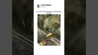 macacos tentando pegar a banana 😂 funnyvideos meme [upl. by Nohs]