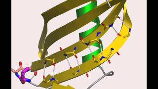 Cystatin A protein that flips out [upl. by Sallad]