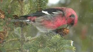 Whitewinged Crossbill [upl. by Buskus]