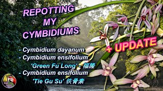 REPOTTING MY CYMBIDIUMS  UPDATE  Cym dayanum amp Cym ensifolium [upl. by Aiksa]