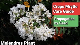 Crepe Myrtle Care Guide  Melendres Plant Care amp Propagation [upl. by Shaffert]