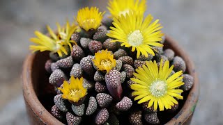 TITANOPSIS SUCCULENT PROPAGATION  CARE OF THE PLANT [upl. by Enigroeg]