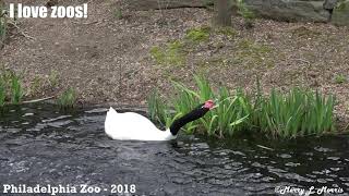 Philadelphia Zoo Blacknecked Swan Pair Reacting to Canada Geese Pair [upl. by Aredna]