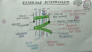 Extensor Retinaculum of Leg  Lower Limb Anatomy  TCML Anatomy [upl. by Nyvlem]