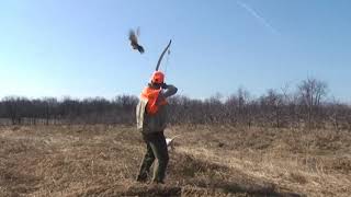 Traditional Recurve Bow Hunting Pheasant [upl. by Richelle]