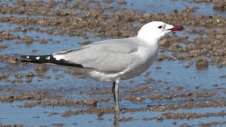 Audouins Gull Parque natural de la Albufera Spain [upl. by Otsirave740]