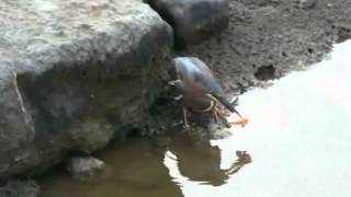 GREEN HERON CATCHING FISH0001wmv [upl. by Mill]