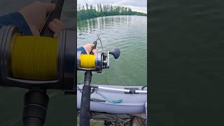 🎣👌🏻🔥Catch More Catfish Live Bait TacticsThat Work fishing bigcatfish catfish catfishing [upl. by Chobot]