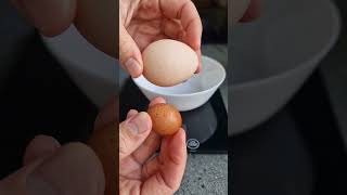 😲 10 g LEICHTES Hühnerei 🤏🥚 Mini Ei OHNE Eigelb 🧙‍♀️ Hexenei Shorts Hühner Ei Hühnerhaltung [upl. by Otrevogir]