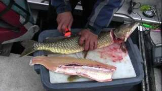 No Bones About ItHow to Fillet a Pike [upl. by Dnana]