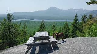 Barnard Mountain amp Moose at Katahdin Woods amp Waters National Monument Maine [upl. by Fates]