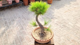 Pine Tree care tips shampysgarden चीड़ के पौधे की देखभाल कैसे करें [upl. by Germayne]