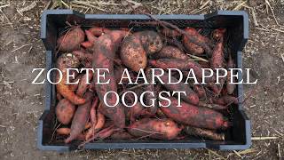 Zoete aardappel oogst [upl. by Ahsiam]