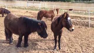 Turning Muffin the mule out after his castration  Easy Horse Care Rescue Centre [upl. by Bonnibelle]