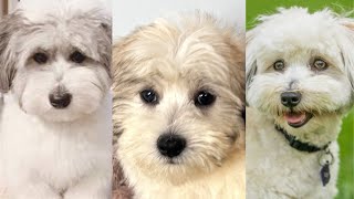 Coton de Tulear  Funny and Cute dog video compilation in 2022 [upl. by Abba]