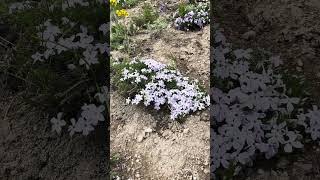 Spreading Phlox Silvery Lupine amp Western Groundsel wildflowers phlox lupine groundsel [upl. by Haidebez]