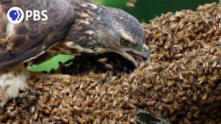 Honey Buzzards Feast on Deadly Hornets [upl. by Xonel77]