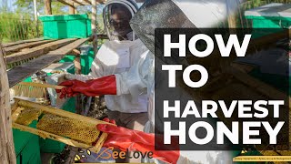 How To Harvest Fresh Honey  Harvesting honey at Isinya [upl. by Aysahc]