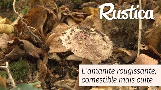 Champignon  lamanite rougissante [upl. by Kala]