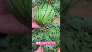 Baby watermelon how to grow watermelon at home urban gardening [upl. by Nyrhtak]