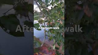 Persimmon fruit youtube [upl. by Lecrad]