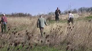 Skyviews Beagles AGA Gun Dog Brace Trial Big Males Imperial Beagles Club 41424 [upl. by Nadab50]