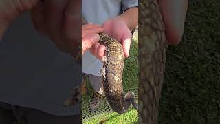 2024 rattlesnake roundup got to pet a yellow phase rattlesnake [upl. by Rusty672]