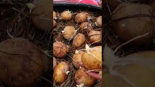 Try this Potato growing method now youll never have to buy Potatoes again [upl. by Stormie]