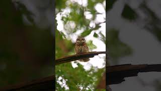 Spotted Owlet l Owls owls spottedowlet birds birdsphotography wildlifephotoghraphy wildbangla [upl. by Hairahs]