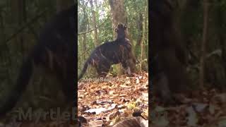 Extraordinary melanistic tiger in the wilds of India [upl. by Priebe]