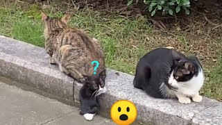 Funniest Animals 😜 Cute kitten thoughting Something 😜Funny Cats amp Dog Reaction 😸Best videos of 2024 [upl. by Doone953]